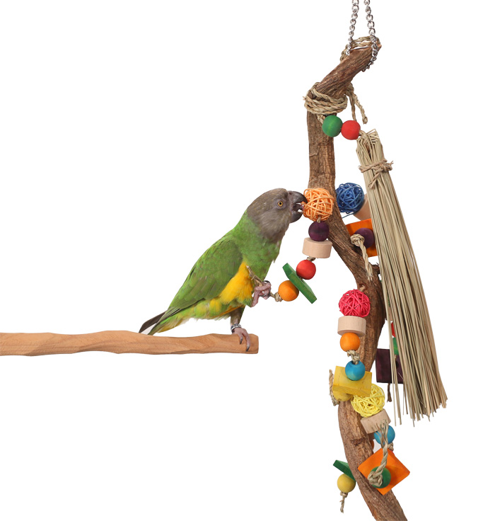 Senegal Parrot playing with Enrichment Vine Medium Parrot Toy