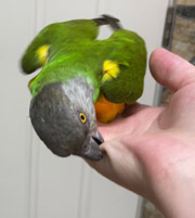 Biting Parrot Photo