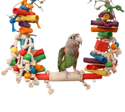 Cape Parrot Swinging on Fiesta Swing Parrot Swing & Toy
