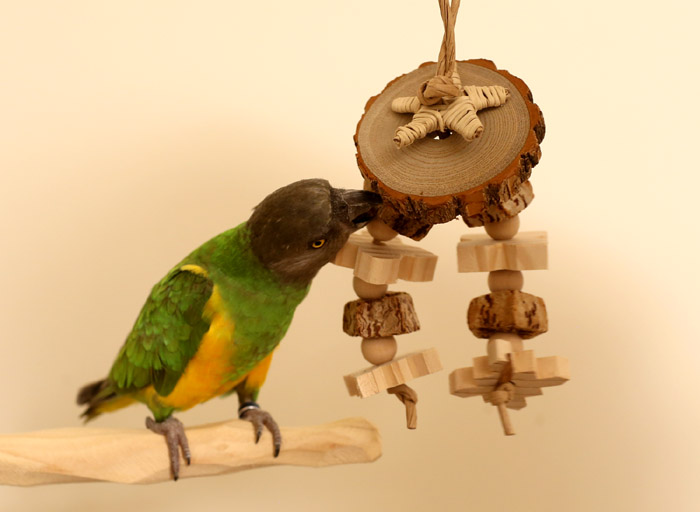 Senegal shop parrot toys