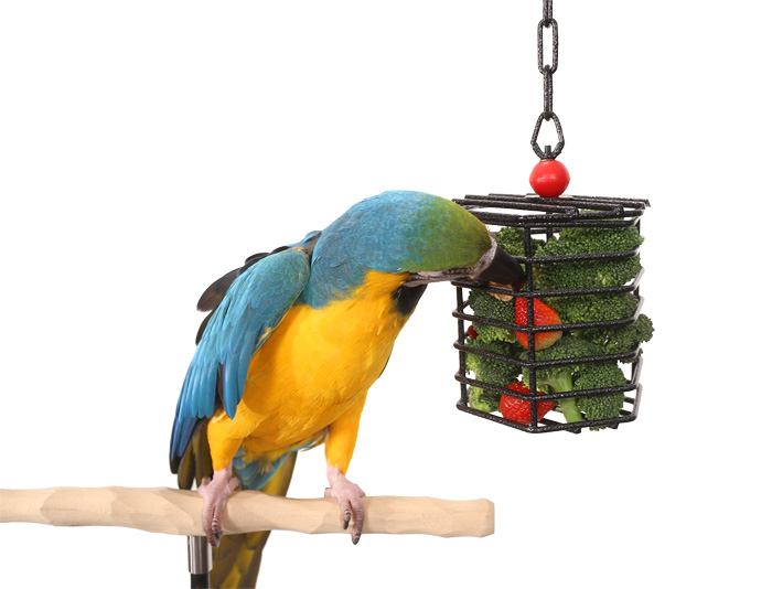 Blue and Gold Macaw foraging for strawberries and broccoli from Foraging Cage Large