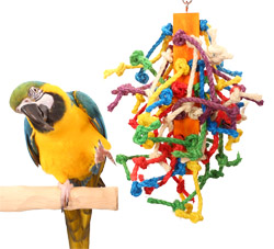 Blue and Gold Macaw with Frizzy Dizzy Large Parrot Toy
