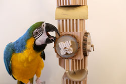 Blue and Gold Macaw playing with huge Grizzly parrot toy