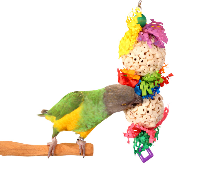 Senegal Parrot playing with Happy Muncher sola ball toy for small parrots and parakeets