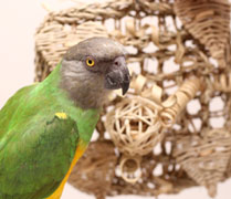 Senegal Parrot with Heart Catcher Toy Mat