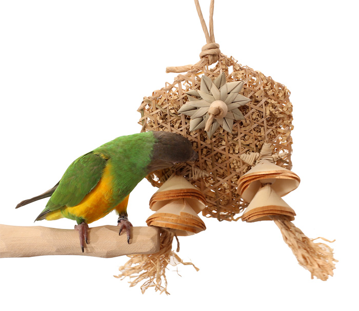 Senegal Parrot playing with Honeycomb Forager Small Parrot Toy