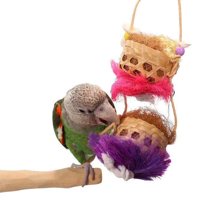 Cape Parrot playing with Joy Baskets Small Parrot Toy