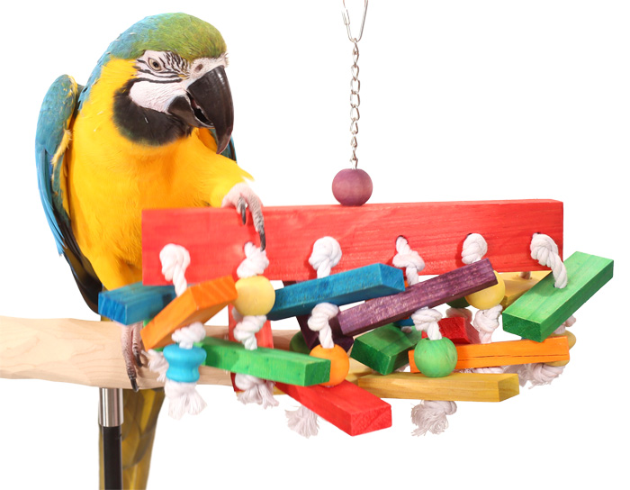 Blue and Gold Macaw playing with Knot Blast Medium Parrot Toy