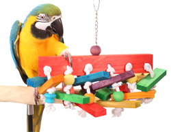 Blue and Gold Macaw playing with Knot Blast Medium Parrot Toy