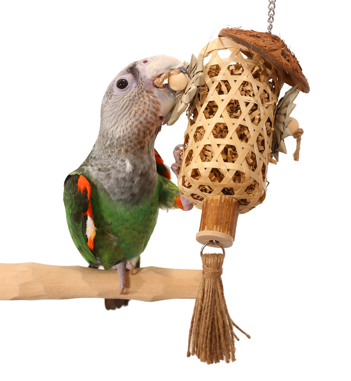 Cape Parrot playing with Lantern Forager Medium Parrot Toy