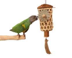 Senegal Parrot playing with Lantern Forager Medum Parrot Toy