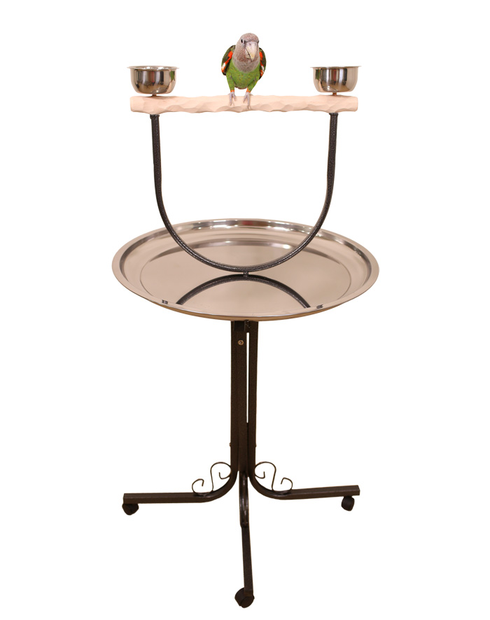 Cape Parrot on Large Hardwood NU Perch Parrot Stand