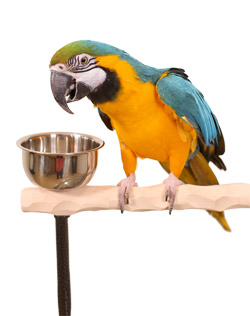 Close Up of Blue and Gold Macaw on Large Hardwood NU Perch Parrot Stand