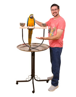 Blue and Gold Macaw on Large Hardwood NU Perch Parrot Stand