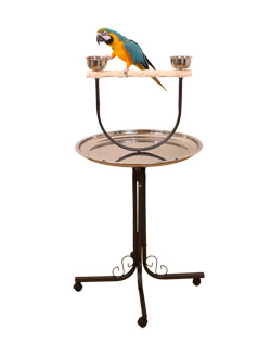 Blue and Gold Macaw on Large Hardwood NU Perch Parrot Stand