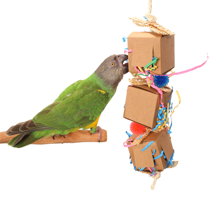 Senegal Parrot playing with Little Delivery Small Parrot and Parakeet Toy