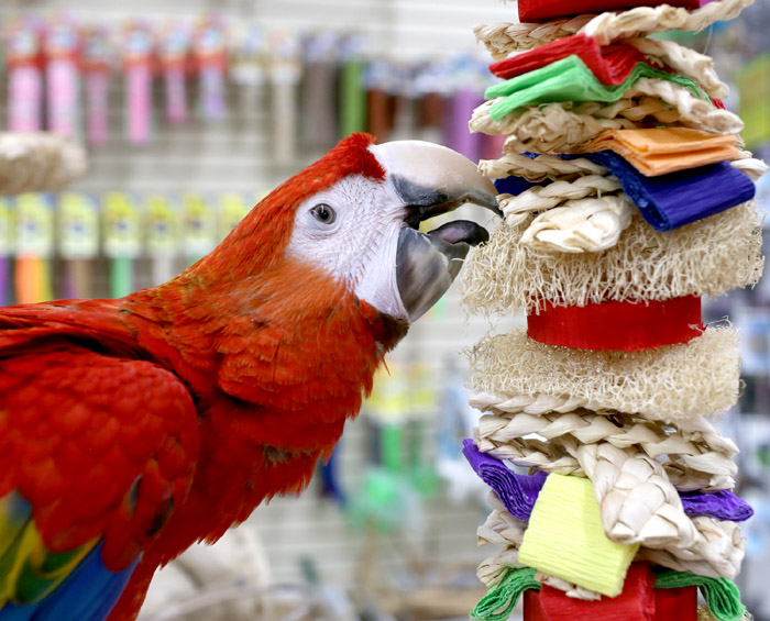 Close up of Scarlet Macaw playing with Loofah Drizzle shreddable parrot toy