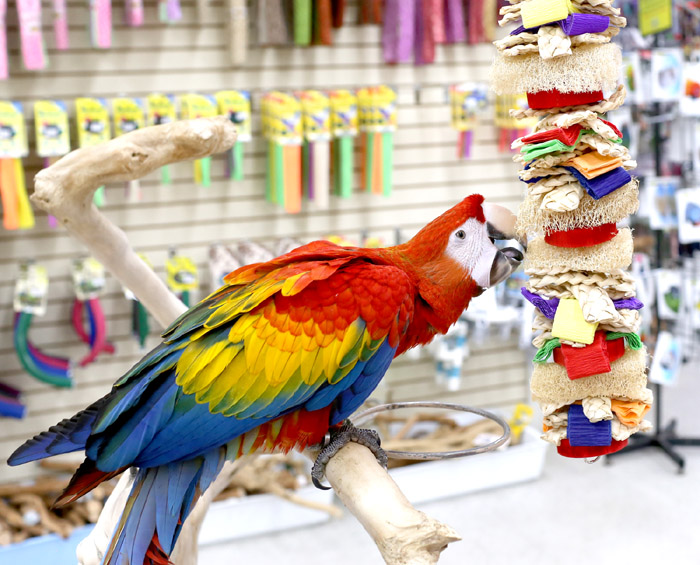 Scarlet Macaw playing with Loofah Drizzle shreddable parrot toy