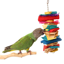 Senegal Parrot playing with Loofah Drizzle Medium Parrot Toy