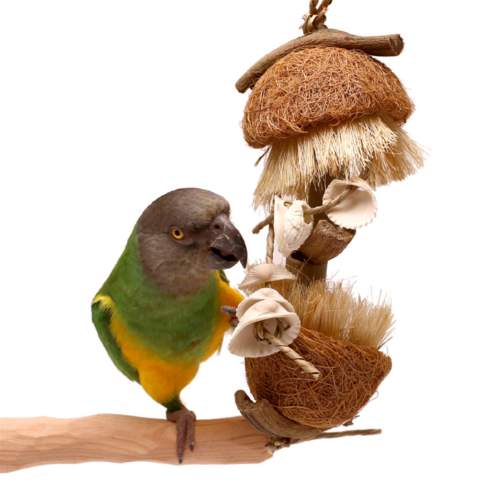 Senegal Parrot with Seaside Luau Small Parrot Toy