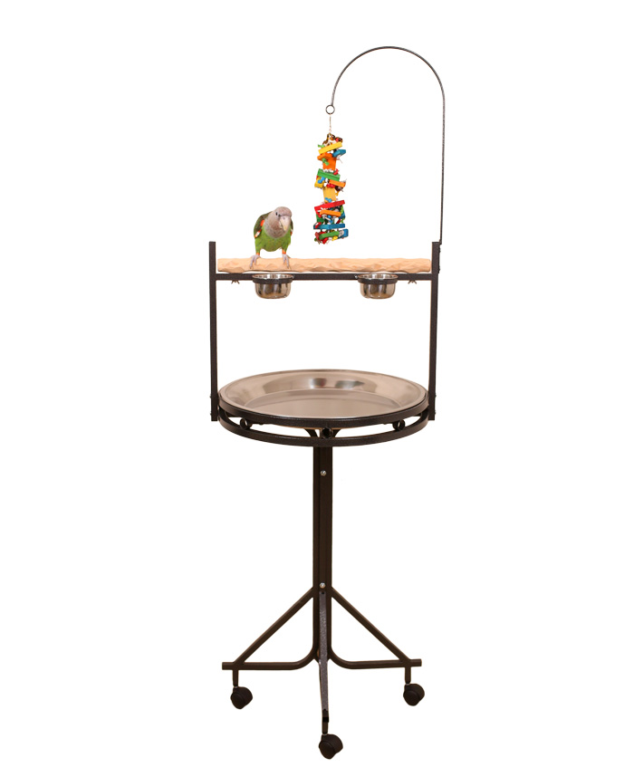 Cape Parrot on Medium NU Perch Parrot Playstand Black
