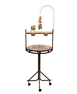 Cape Parrot on Medium NU Perch Parrot Playstand Black