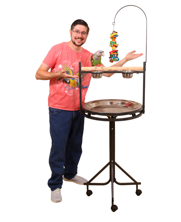 Cape Parrot on Medium NU Perch Parrot Playstand Scale of Reference