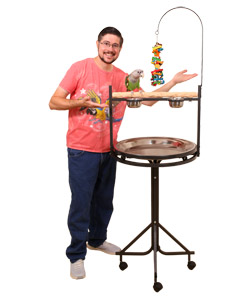 Cape Parrot on Medium NU Perch Parrot Playstand Scale of Reference
