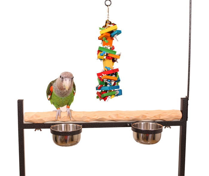 Close Up of Cape Parrot on Medium NU Perch Parrot Playstand Black