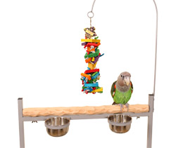 Close Up of Cape Parrot on Medium NU Perch Parrot Playstand Platinum