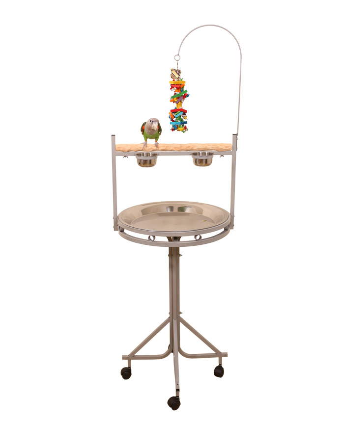 Cape Parrot on Medium NU Perch Parrot Playstand Platinum