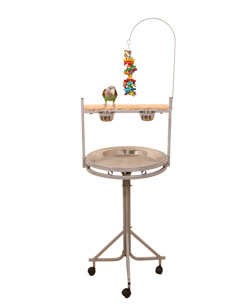 Cape Parrot on Medium NU Perch Parrot Playstand Platinum