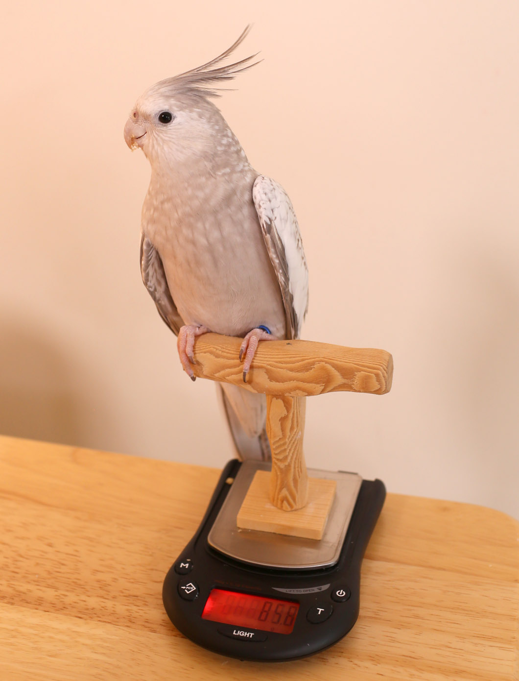 Cockatiel on Mini NU Perch Scale