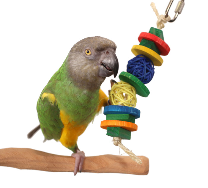 Senegal Parrot with Mini Stack Toy