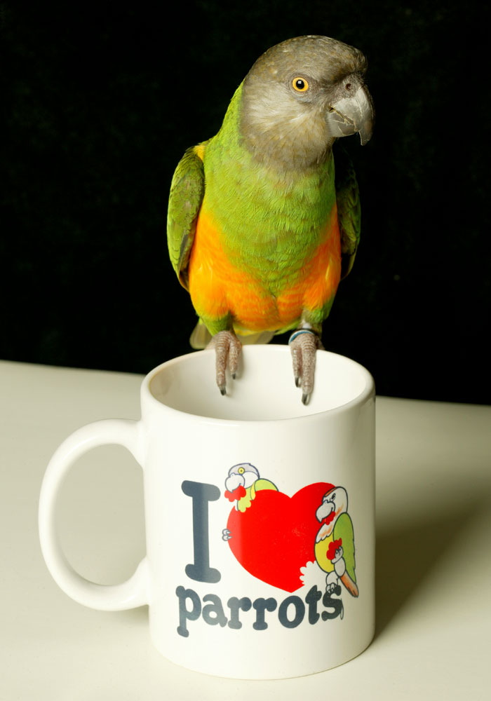 Senegal Parrot Coffee Mug