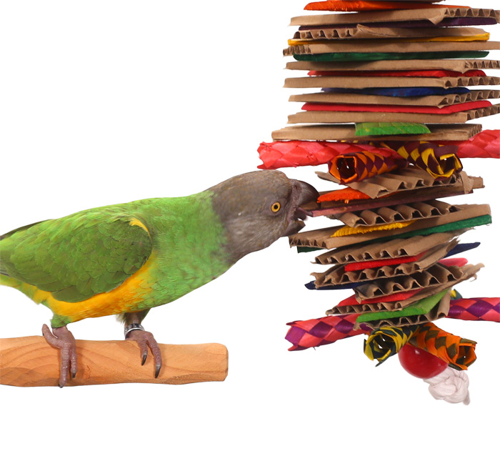 Senegal Parrot munching on Munch Bunch Parrot Toy