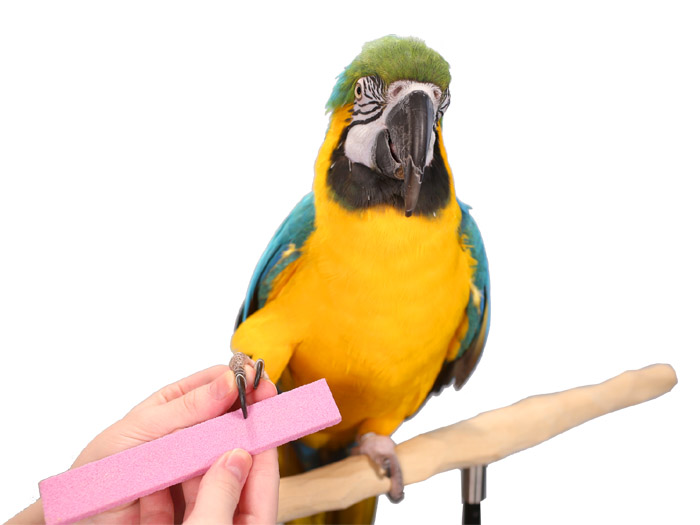 Grooming a Blue and Gold Macaw with a Nail Trimmer Stone