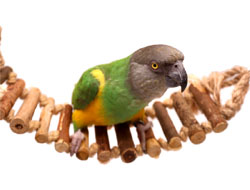 Small Natural Parrot Ladder Swing with Senegal Parrot