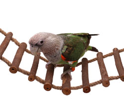 Parrot Wizard - Parrot Rope Triangle Swing for Cage