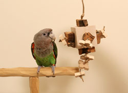Woodland Parrot Outback Toy for Medium Parrots with Cape Parrot