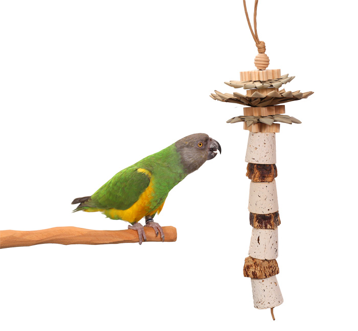 Senegal Parrot with Woodland Parrot Palm Tree Toy