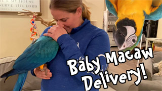 Trained Baby Blue and Gold Macaw Arrives!
