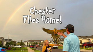 Delivering Chester the Blue and Gold Macaw!