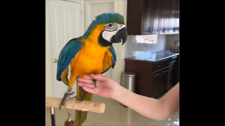 Step up Training Baby Parrots 🦜