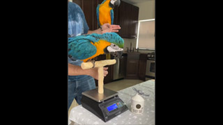 Weigh Baby Parrots Daily! ❤️