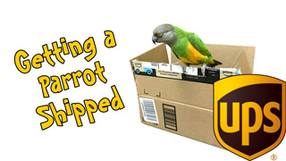 Can You Get a Parrot Shipped to You???