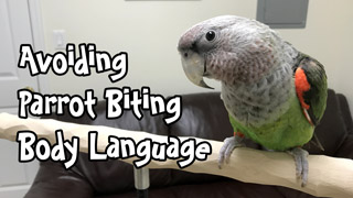 Avoid Parrot Biting - Body Language and Bite Warning Signs