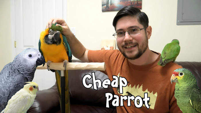 How to Get a Cheap Parrot - Paying Less Money for a Bird