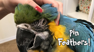 Rachel Blue and Gold Macaw Pin Feathers