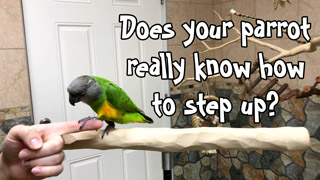 Does your parrot REALLY know how to step up? Here's a test!